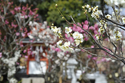 盆梅展の梅