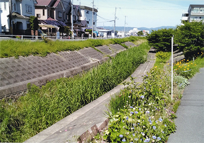 除草前の岩井川