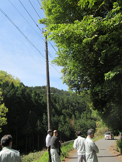 道路上に覆いかぶさる樹木